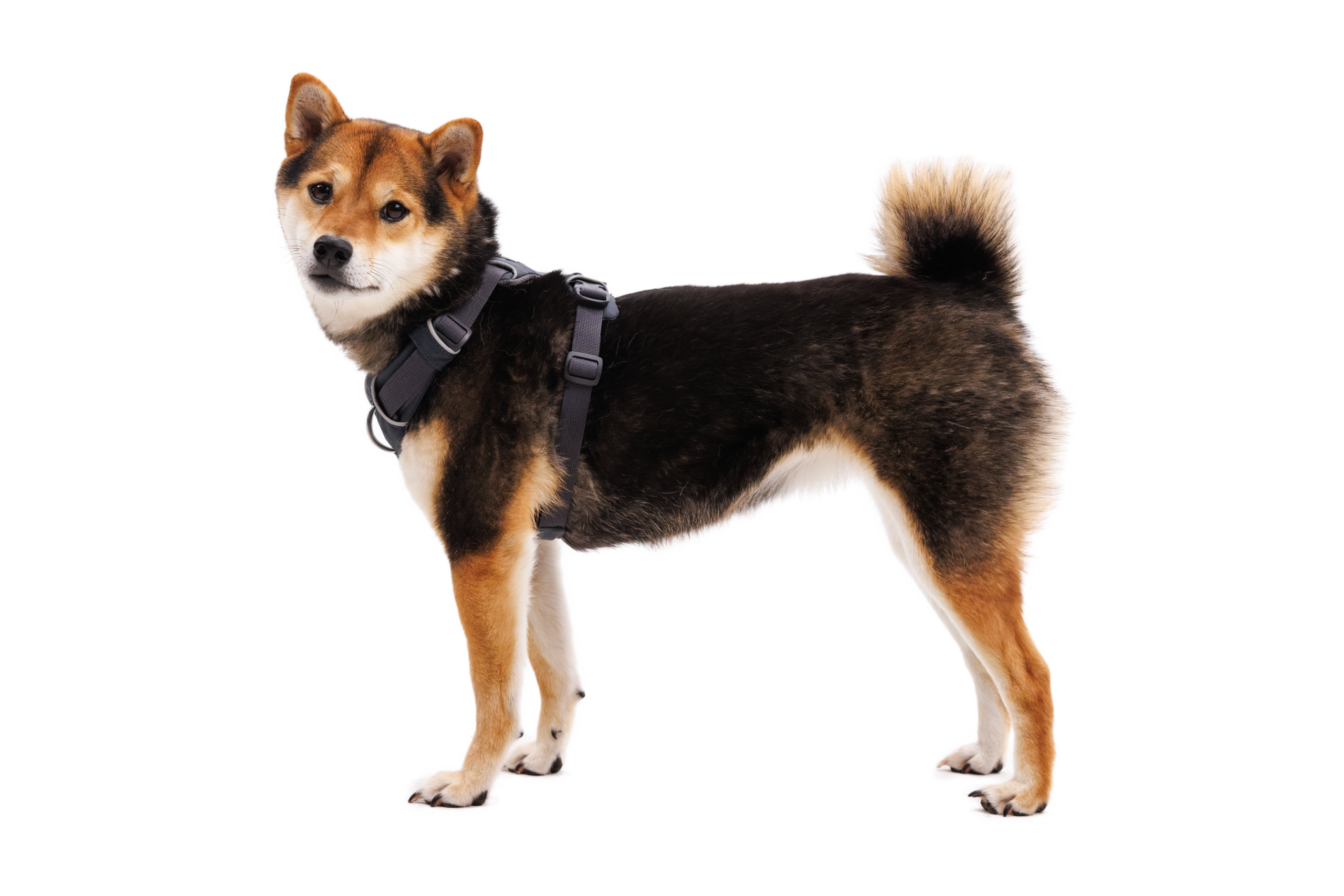 FR-Harness_Basalt-Gray_Dolly_STUDIO.png