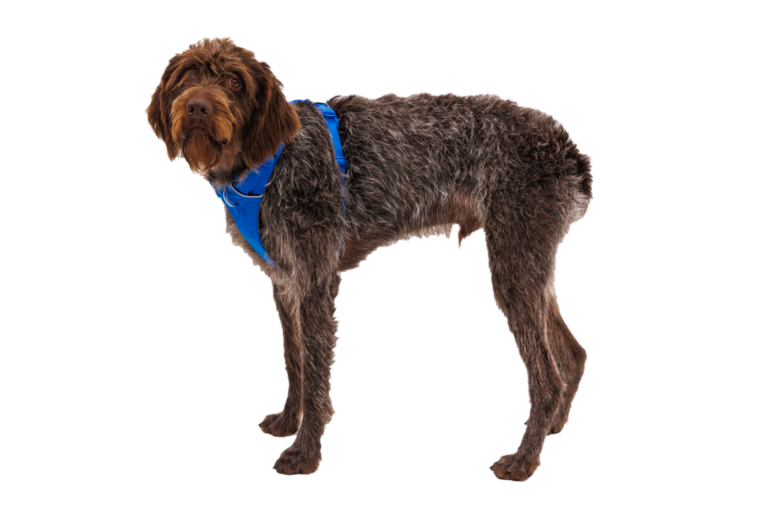 FR-Harness_Blue-Pool_Sturgill_STUDIO.png